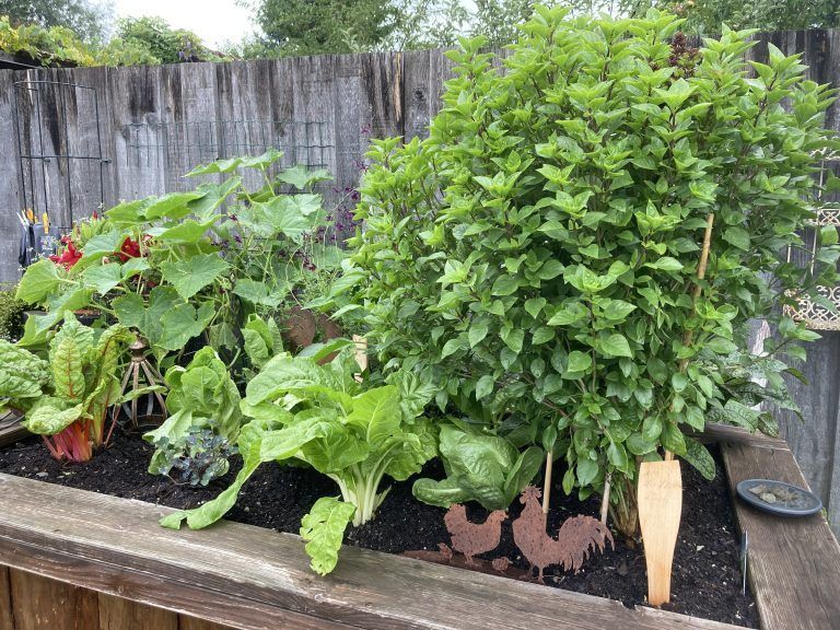 Annette Reinbacher liebt besondere Kräuter. 