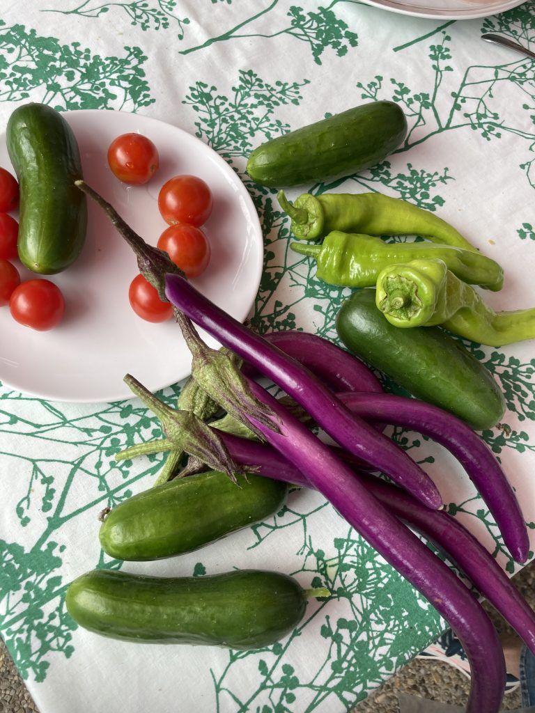 Über 180 Gurken hat die Hobbygärtnerin inzwischen aus ihrem Garten geerntet.