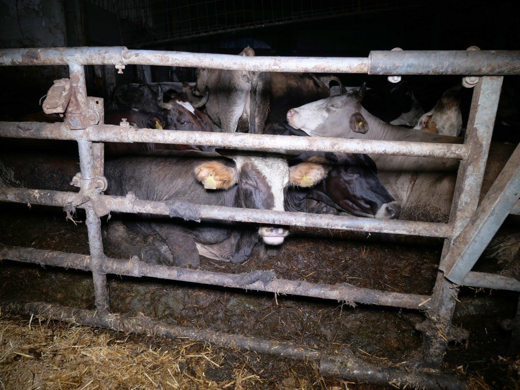 Verein gegen Tierfabriken prangert erneut fragwürdige Zustände auf Hof an. »A2
