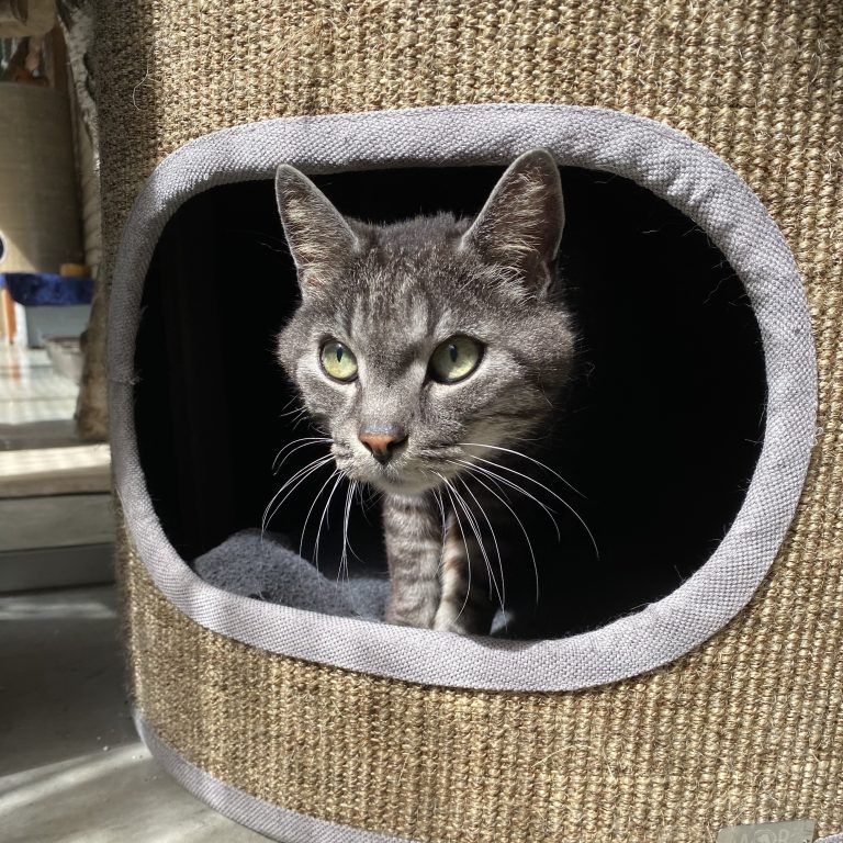 Kater Neo möchte im Freien toben.