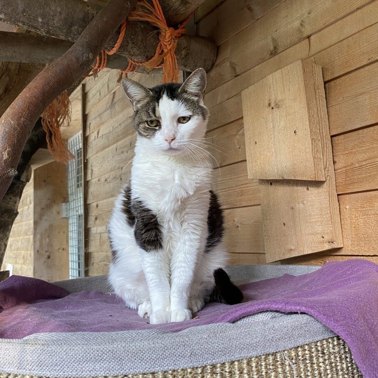 Katze Weibi wünscht sich ein ruhiges Zuhause.