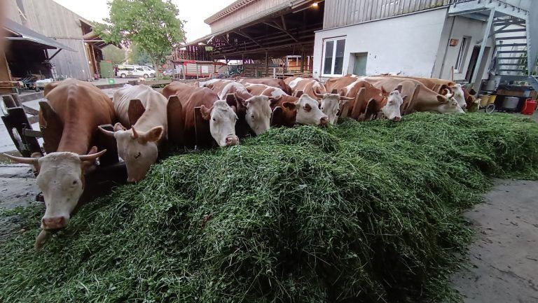 Auf Lisilis Biohof in Meiningen wird Bio-Heumilch in bester Qualität erzeugt.