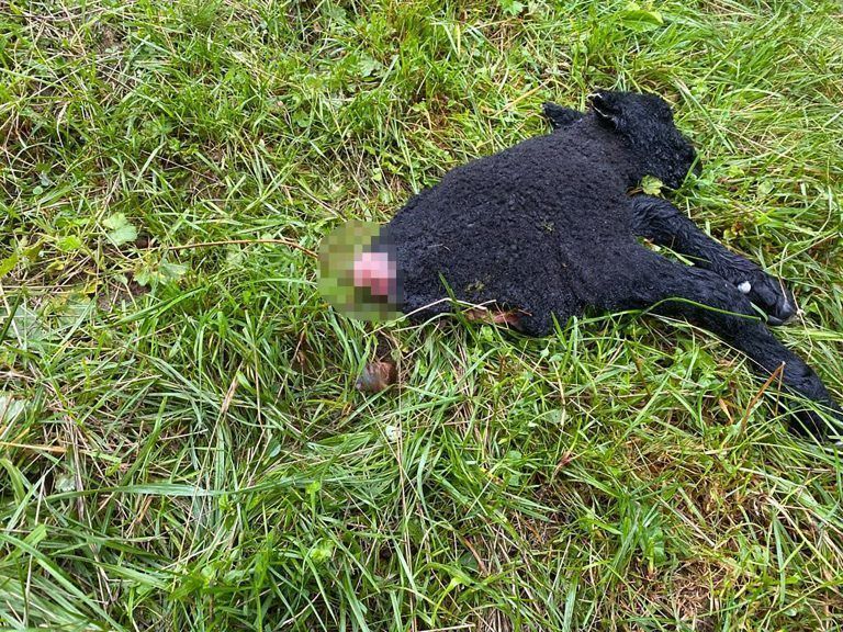 Eines der beiden Lämmer, die von einem noch nicht identifizierten Tier gerissen wurden. Konzett