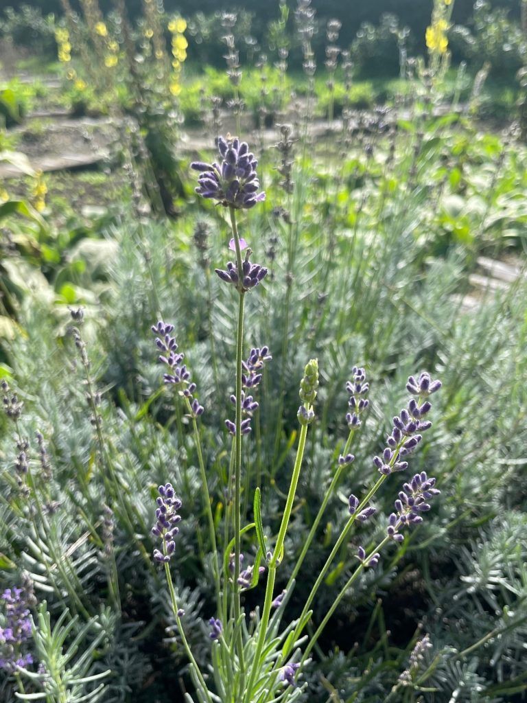Auch eine Vielfalt an 50 verschiedenen Kräutern wie Lavendel hat im AQUA-Garten ein Zuhause.