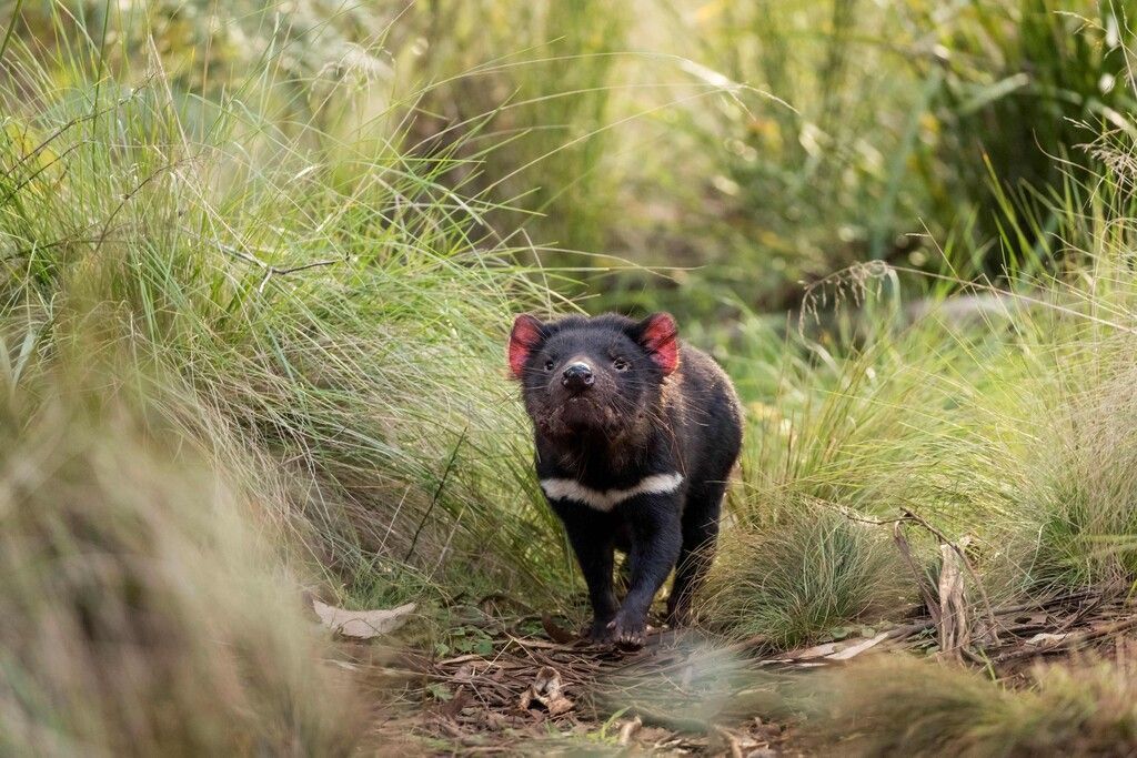 Meilenstein in Australien: 500. Tasmanischer Teufel geboren