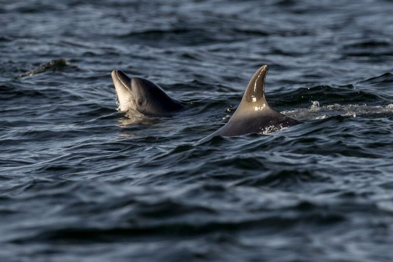 Auf diesem Schnappschuss sind wilde Delfine im Thyboron-Kanal auf Jütland, Dänemark, zu sehen. AFP