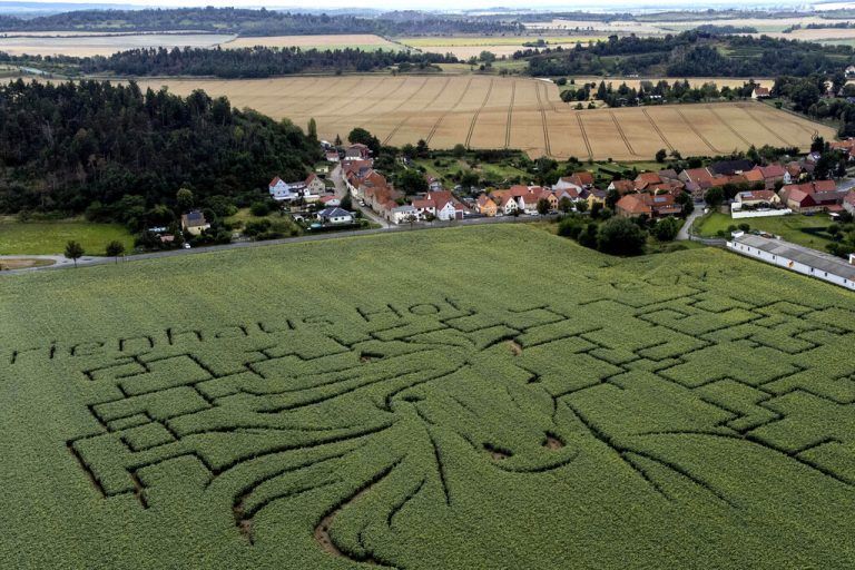 Auf diesem Sonnenblumenfeld in Westerhausen im deutschen Bundesland Sachsen-Anhalt ist das Bild eines Pferdes zu sehen. AFP