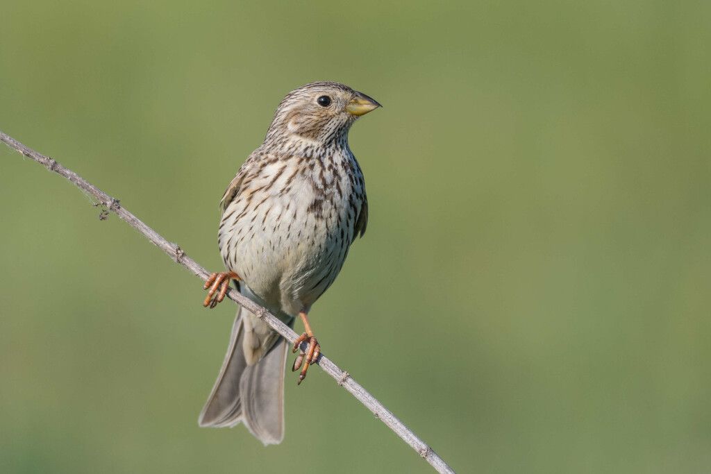 Hälfte aller Vögel in Österreich bereits verschwunden
