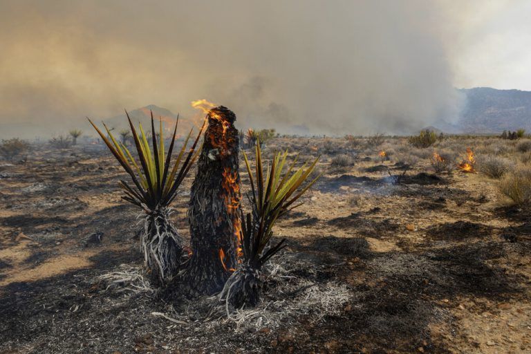 Das sogenannte York Fire bedroht die berühmten Joshua-Bäume in der Mojave-Wüste im US-Bundesstaat Kalifornien. AFP