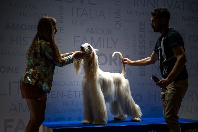 Dieser afghanische Windhund bereitet sich auf seinen großen Moment vor: Bei der Welt-Hunde-Show in Genf in der Schweiz. AFP