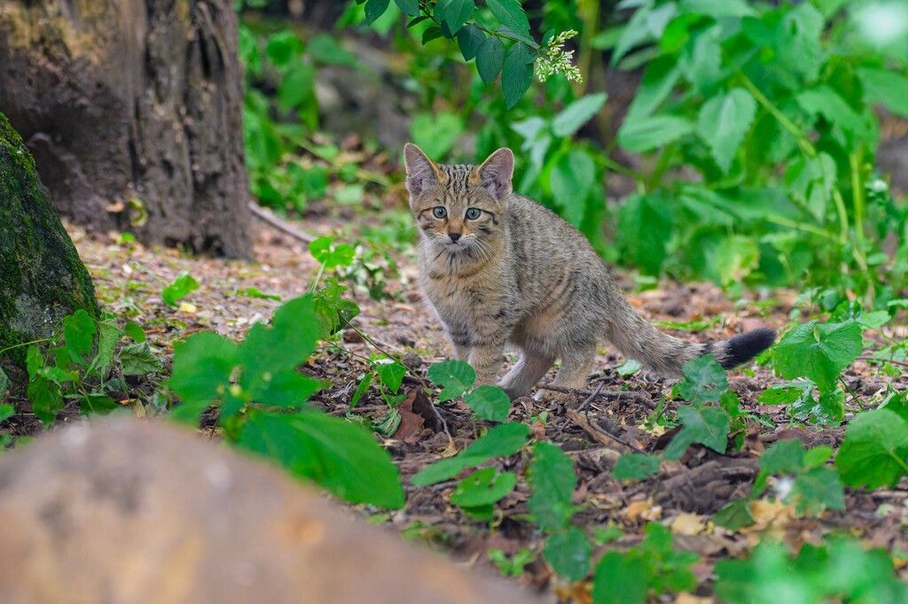 Kleine Wildkatze