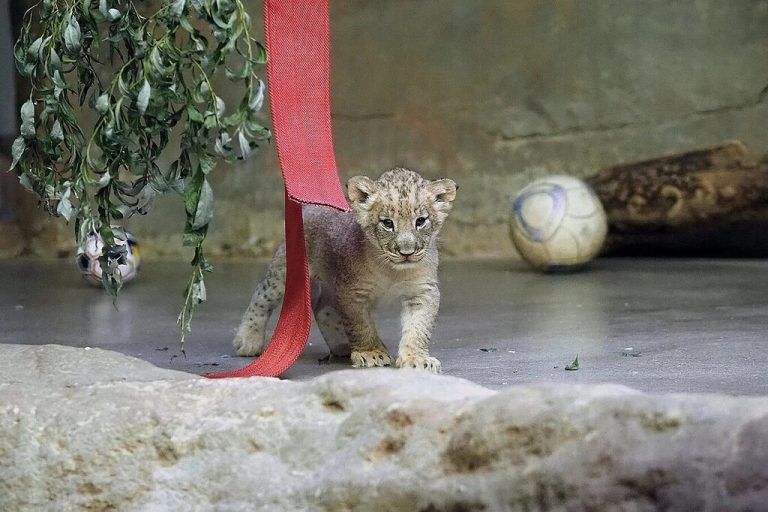 Miau, miau!