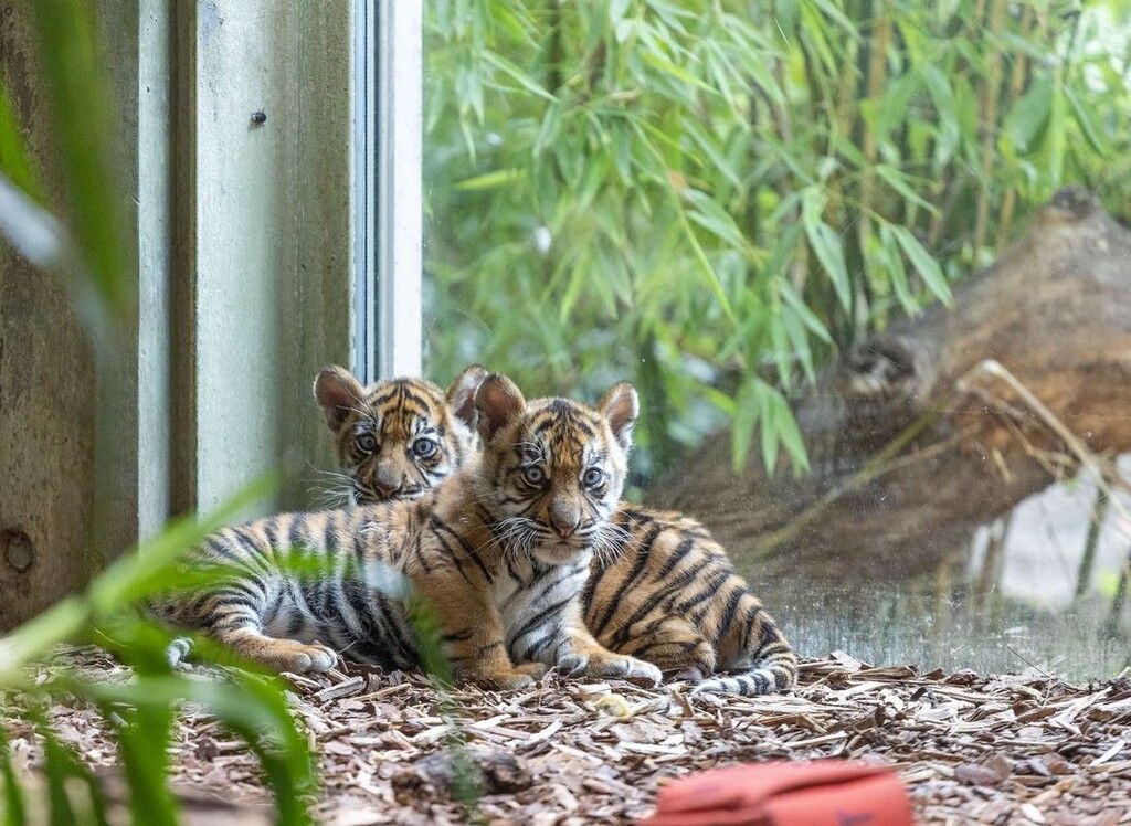 &#8220;Raja&#8221; und &#8220;Rimba&#8221;