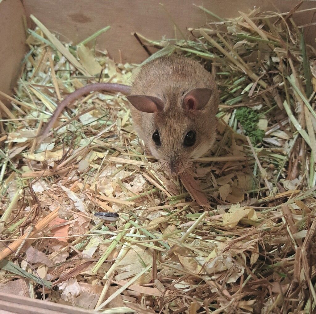 Kleine Hüpfmaus