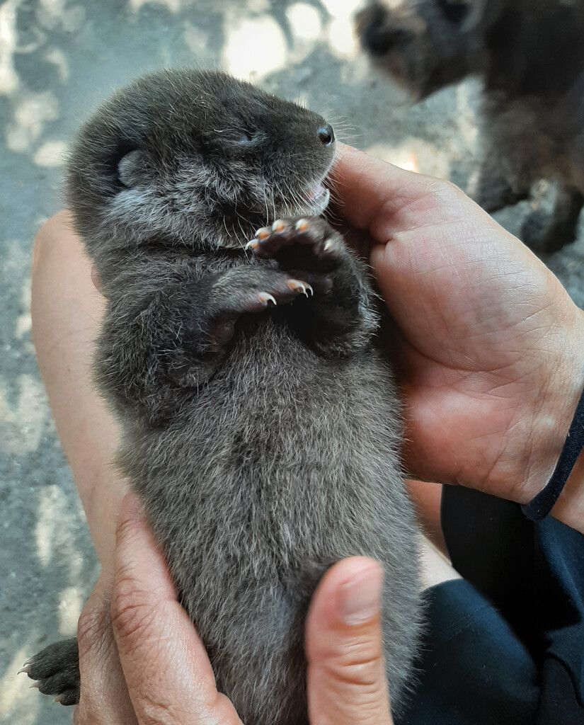 Otterbabys gerettet