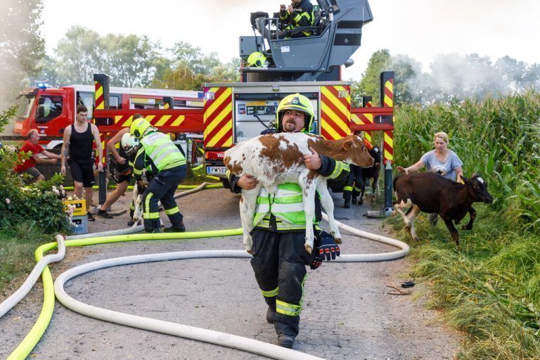 Tiere vor dem Feuer gerettet