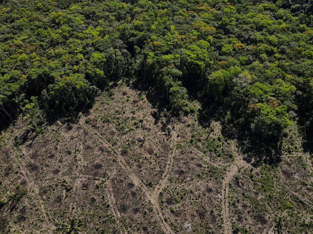 Deutlicher Rückgang bei ­Abholzung im Amazonasgebiet
