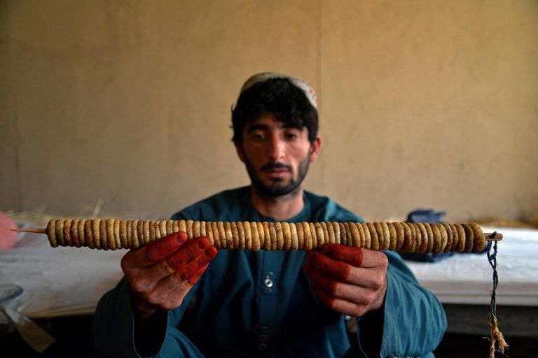 In einem Haus im Bezirk Shah Wali Kot in der Provinz Kandahar hält ein afghanischer Bauer eine Reihe getrockneter Feigen. AFP