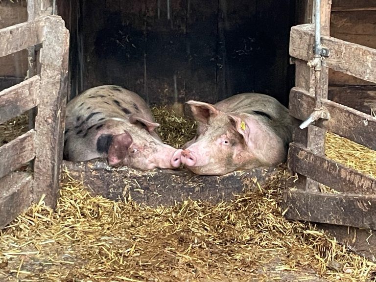 Auch die Säue dürfen sich auf Lisilis Biohof in Meiningen pudelwohl fühlen.
