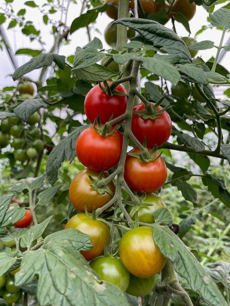 Schmackhafte Bio-Tomaten aus dem Gewächshaus.