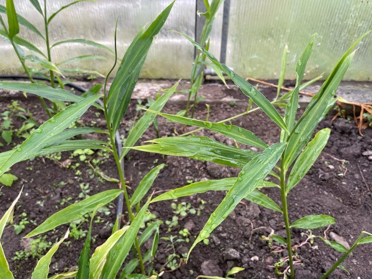 Unscheinbar, aber besonders: Hier wächst seit neuestem Ingwer auf dem Biohof.