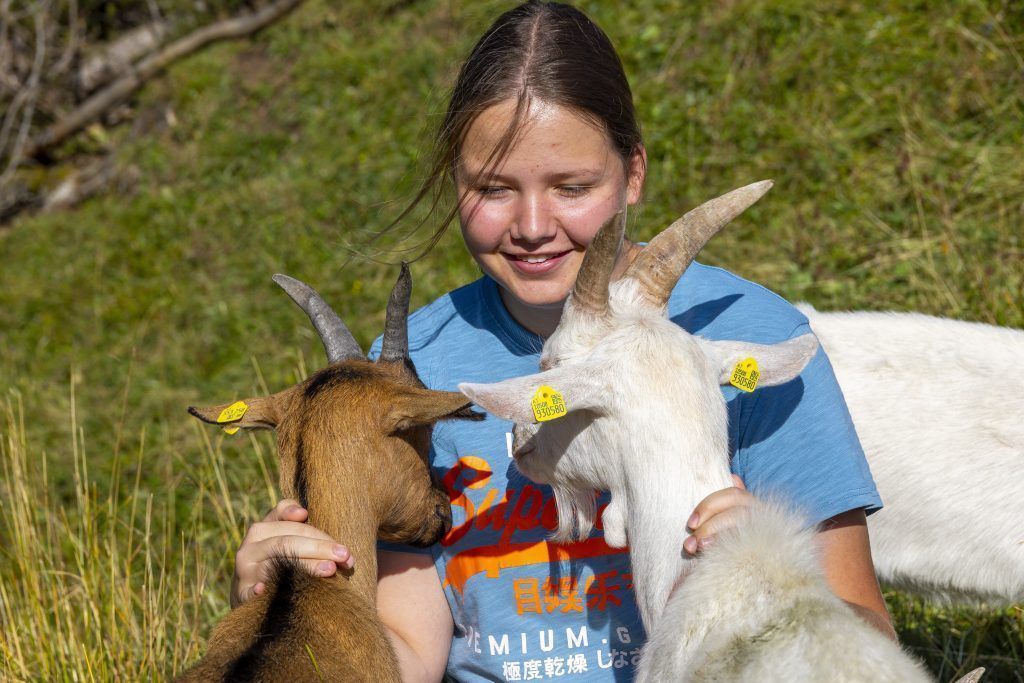 Alp-Idylle mit bunter Tiervielfalt