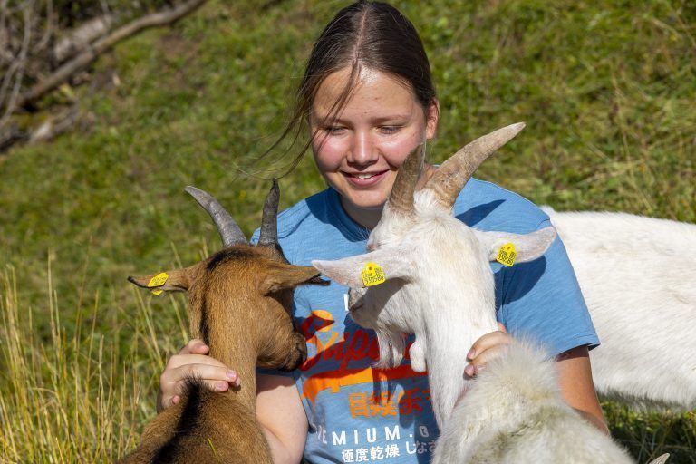 Alp-Idylle mit bunter Tiervielfalt