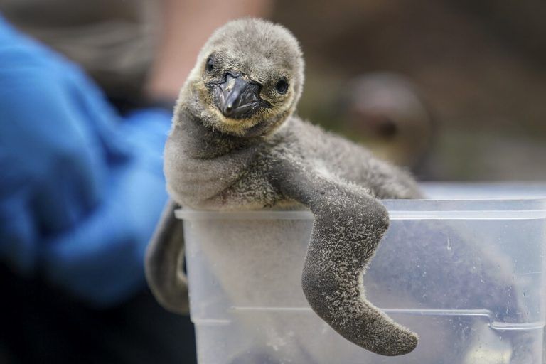 Pinguinküken Pip sitzt in einer Plastikbox, während es im Peak Wildlife Park in Leek, Großbritannien, gewogen wird. PA/AP