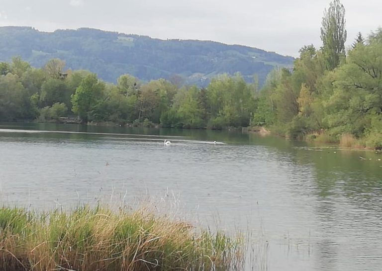 Rund um den Rhein findet noch bis Ende Oktober eine Rätselrallye statt. <span class="copyright">Michael Mäser</span>