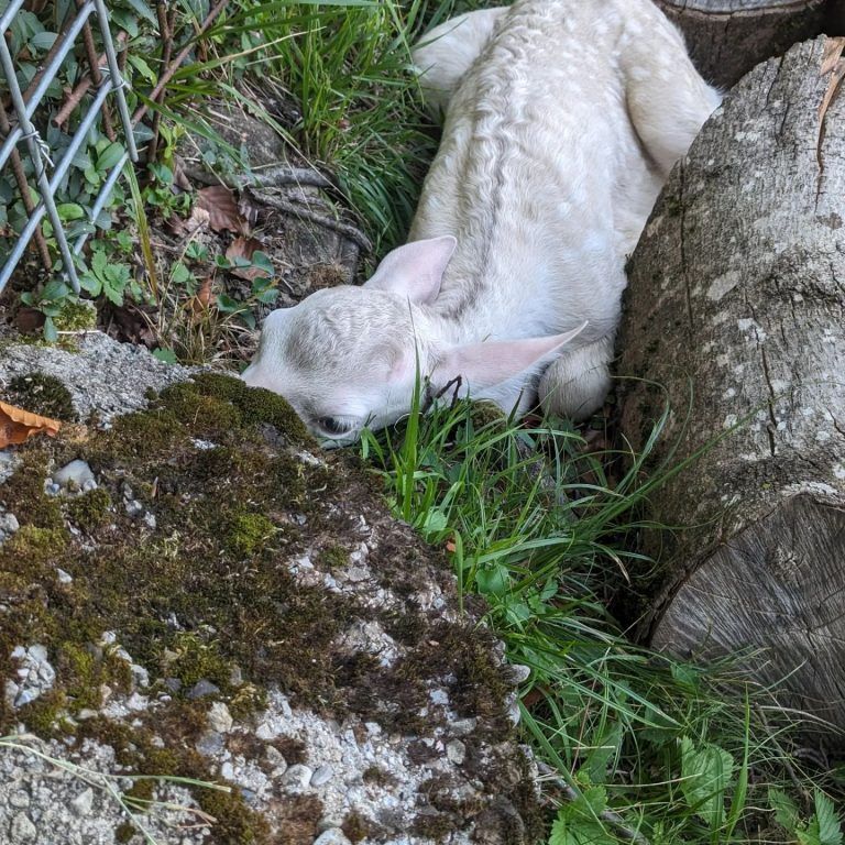 Zieht Besucher magisch an: Das weiße Rotwild-Kälbchen im Wildpark Feldkirch.