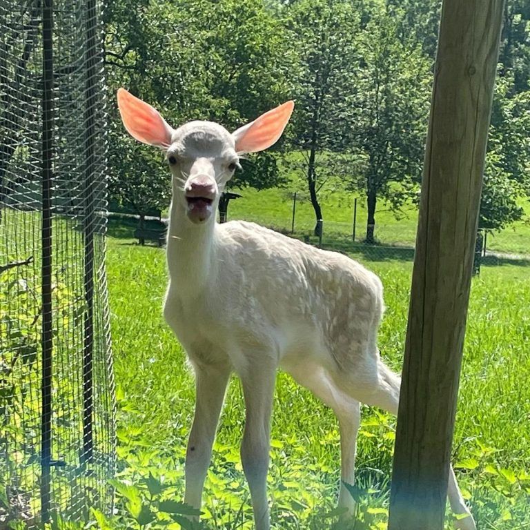 Das weiße Rotwild-Kälbchen im Wildpark Feldkirch ist der neue Besuchermagnet. <span class="copyright">WILDPARK FELDKIRCH / BIRGIT WEDL (3)</span>