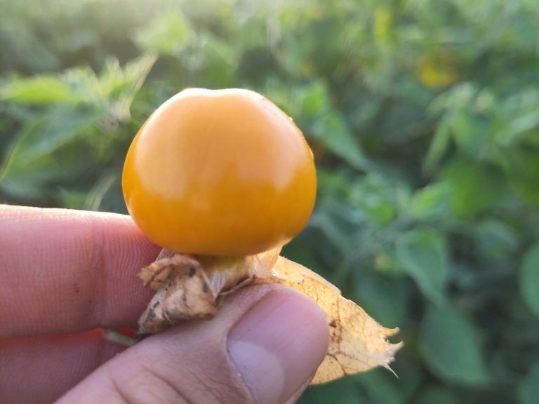 Zu den Besonderheiten an Lisilis Biohof zählt auch der Anbau der Physalis.