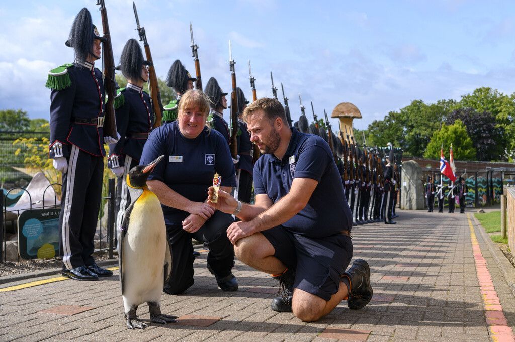 Pinguin aus Schottland ist jetzt Generalmajor