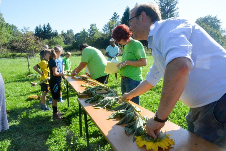 Von der Wurzel bis zum Blütenkopf wurde jede einzelne Blume abgemessen.