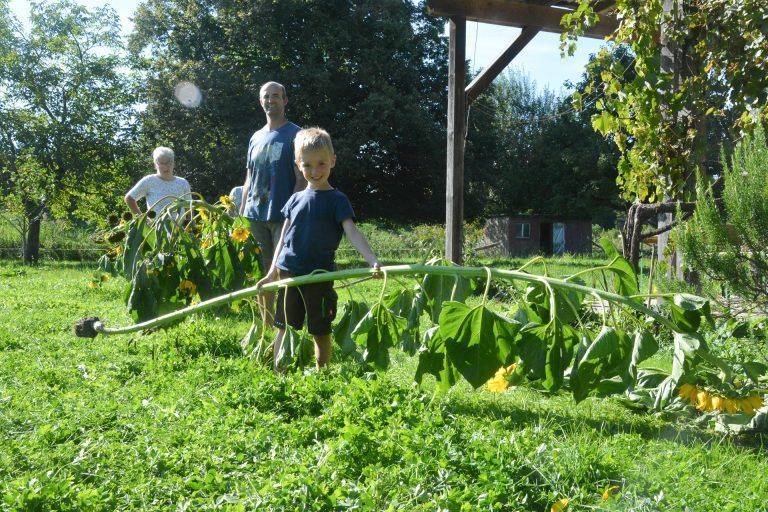 Lustenauer Familien wetteiferten um den Preis für die größte Sonnenblume. <span class="copyright">bvs</span>