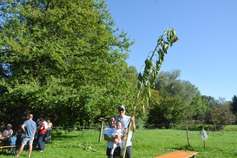 4,28 Meter maß die Siegerblume.