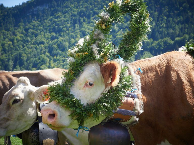 Bunt geschmückt kehrten die Kühe von der Sommerfrische in den Alpen zurück.