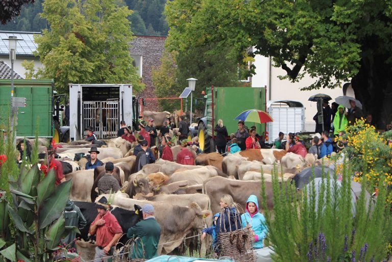 Wie seit Jahrhunderten feiern die Älpler und Landwirte das Ende des Alpsommers um den Heiligkreuztag. Das von der Alpe heimkehrende Vieh wird auf dem Dorfplatz den Bauern zurückgegeben, große Viehtransporter warten schon.