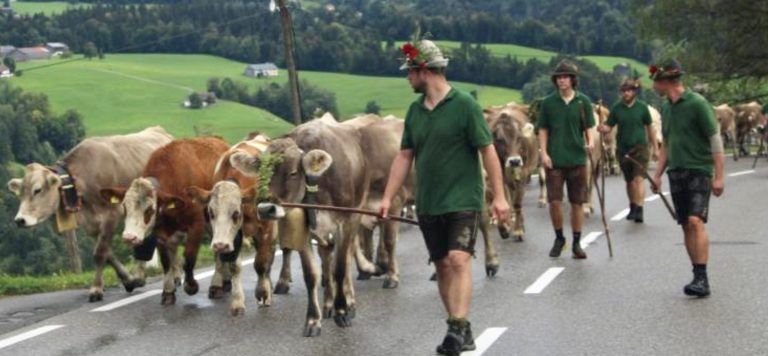 Viele Stunden Schwerarbeit für die Treiber, die nicht nur die Herde zusammenhalten und "in Bewegung" halten, sondern auch dafür sorgen müssen, dass der Autoverkehr auf der Straße möglich bleibt.