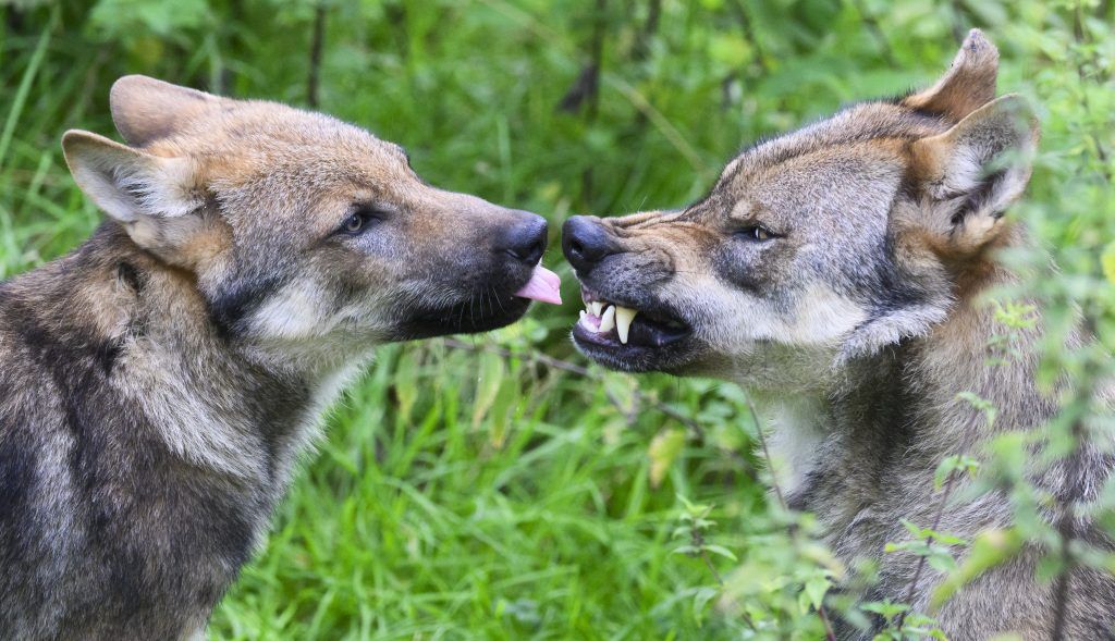 Weniger Wolfsrisse in Österreich, aber in Vorarlberg &#8230;