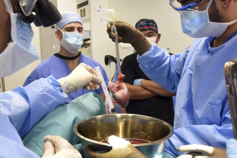 Das Schweineorgan wurde genetisch verändert. ap