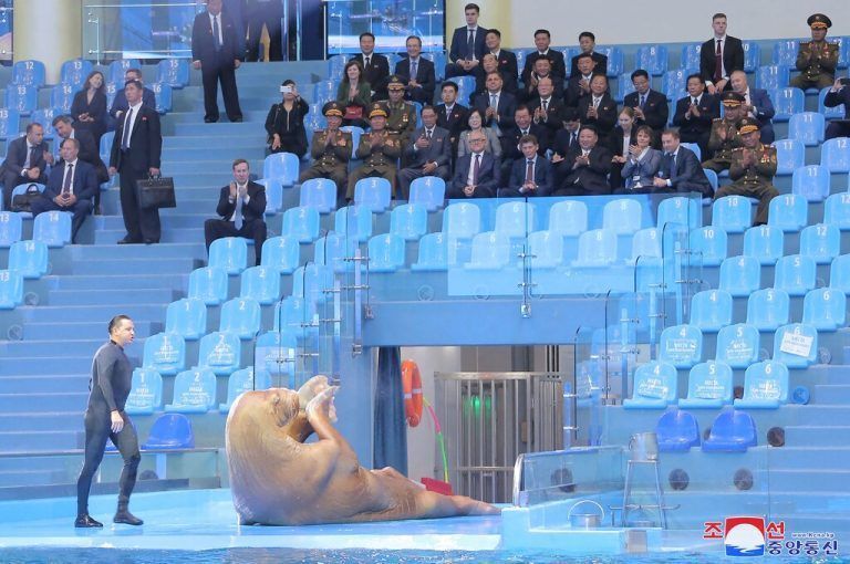 Dieses von Nordkoreas offizieller Korean Central News Agency (KCNA) veröffentlichte Bild zeigt Nordkoreas Machthaber Kim Jong Un bei einer Walross-Show im Primorsky Regional Aquarium in Wladiwostok, Russland. KCNA VIA KNS/AFP