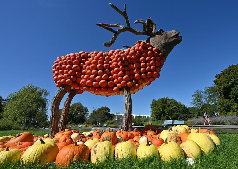 Ein Hirsch aus Holz und Kürbissen ist bei der traditionellen Kürbisausstellung im Egapark in der Stadt Erfurt in Thüringen zu sehen. APA/DPA