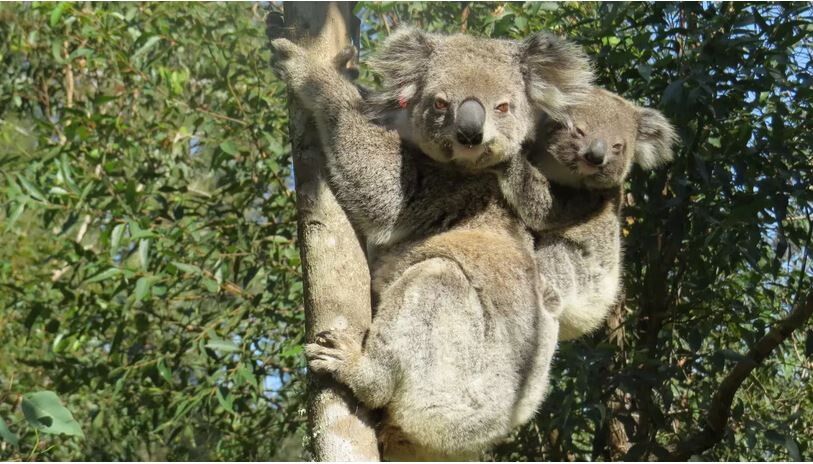 Koala verblüfft Tierschützer: Brandopfer Ember wieder Mutter