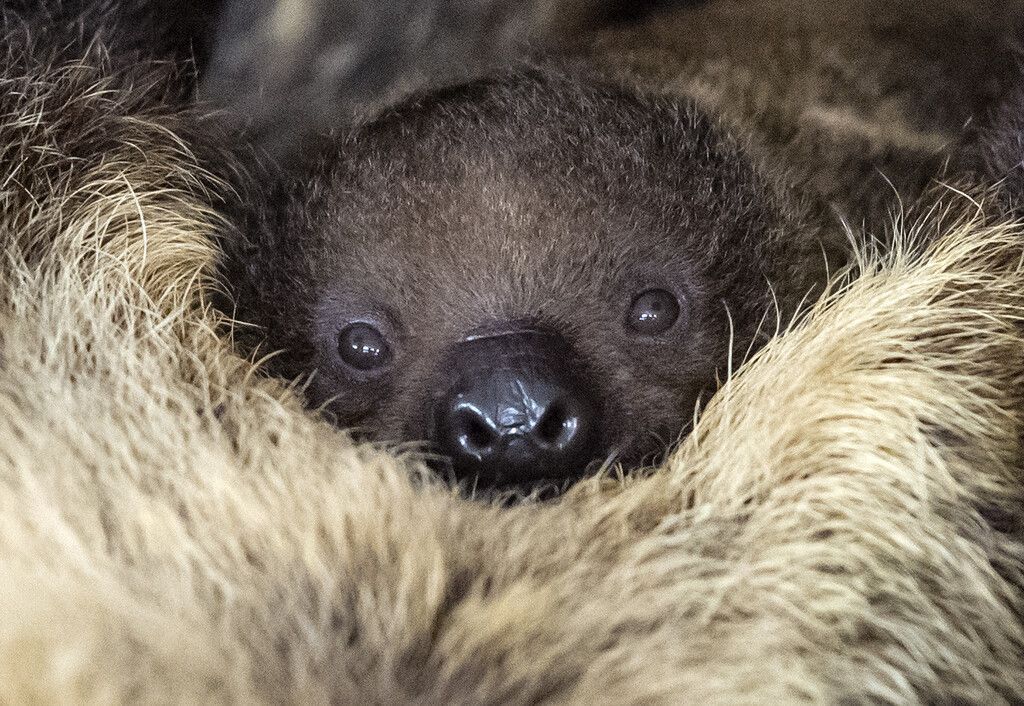 An Mama gekuschelt