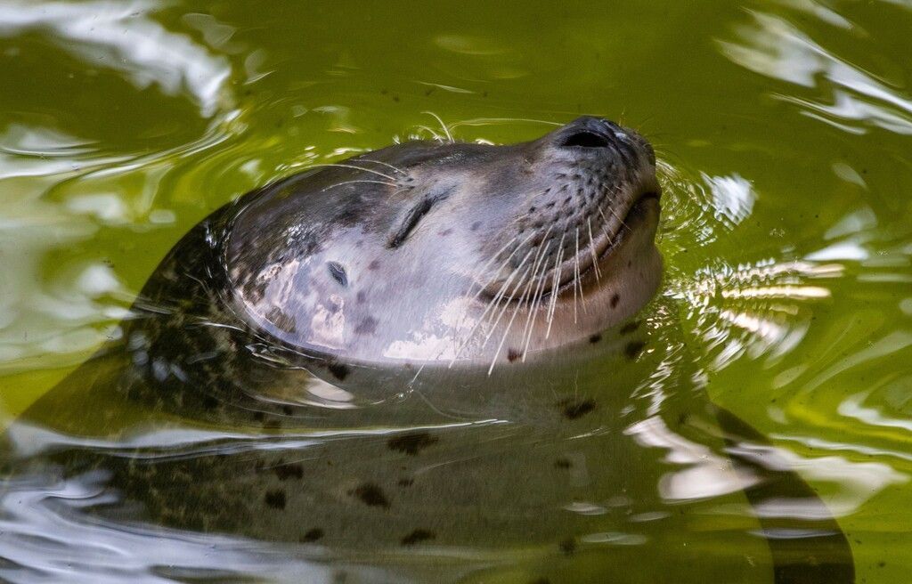 Im Wasser chillen