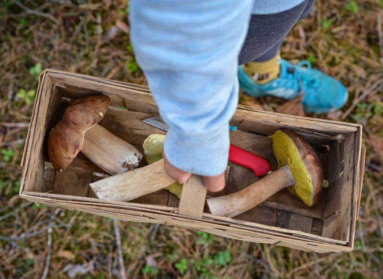 Pilzsaison ist eröffnet: Was es beim Sammeln und Zubereiten zu beachten gilt. »A5