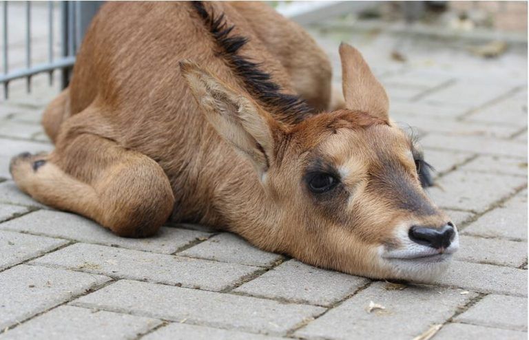 Kleine Antilope