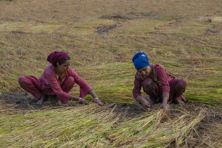 Frauen ernten Reis in einem Feld am Stadtrand von Srinagar im indisch kontrollierten Kaschmir. AP