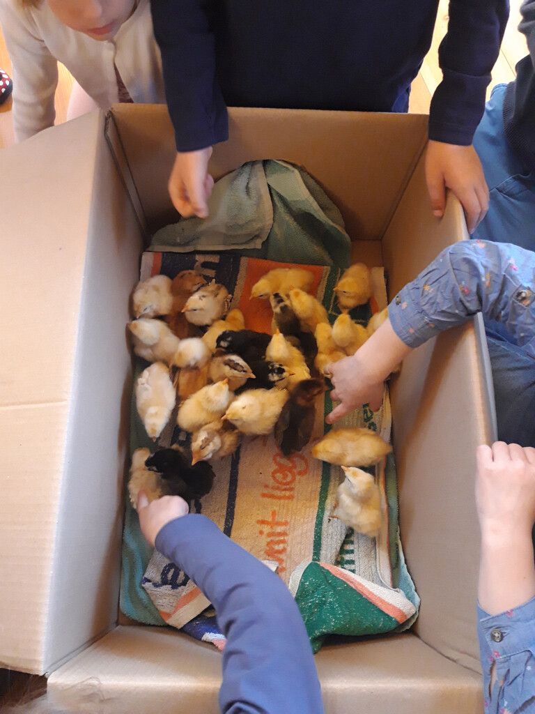 Frisch geschlüpfte Küken sind für die Kinder immer ein sensationelles Ereignis. NUSSBAUMER